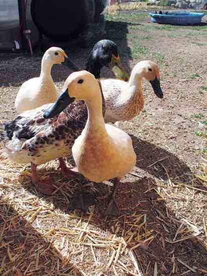 Ducks at Ivywild Farm, operated by Christine Faith in her urban backyard at Colorado Springs, Colo.